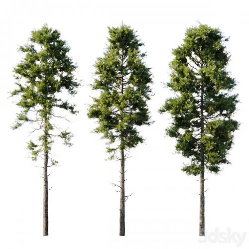 Pine 18m and 12m