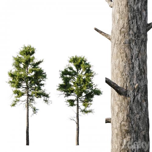 Pine 18m and 12m