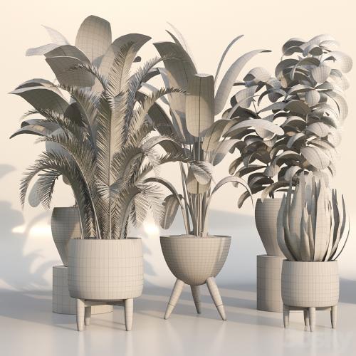 bamboo-Censoria-Indoor plant set 01