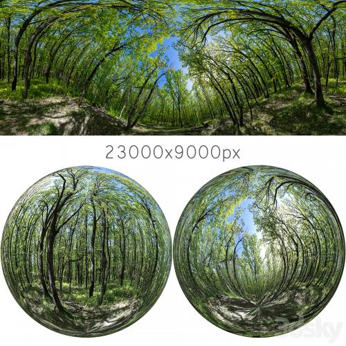 HDRI map from oak forest