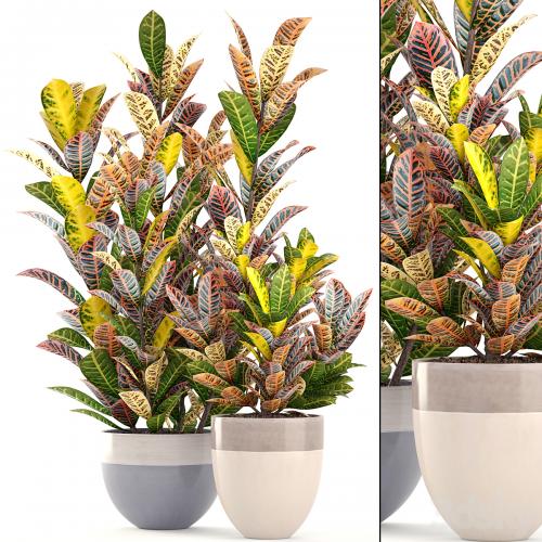 Collection of plants. Croton, Flowerpot, tree, bush, interior, indoor, decorative, exotic plants