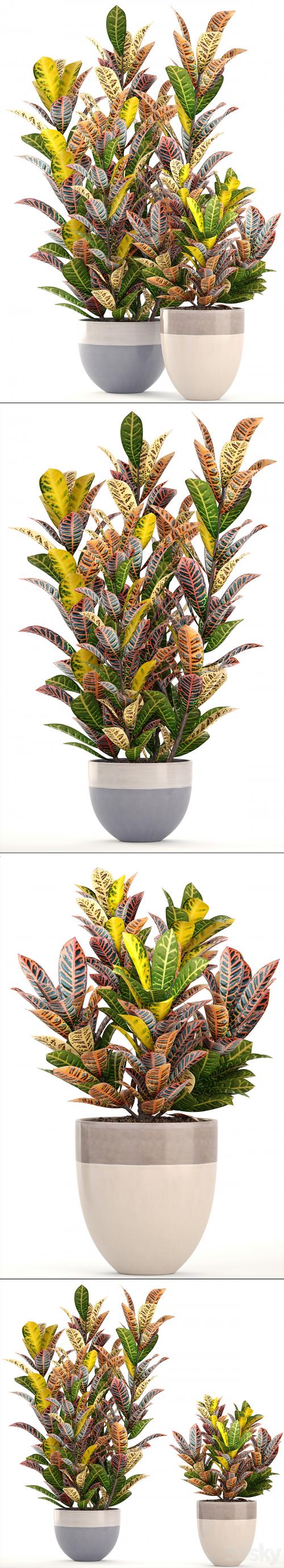 Collection of plants. Croton, Flowerpot, tree, bush, interior, indoor, decorative, exotic plants