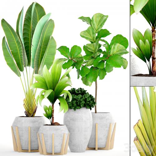 Collection of plants 147.Tropical plant, Concrete flowerpot, flower, pot, Ficus lyrata, tree, bush, coconut tree, exotic, decorative