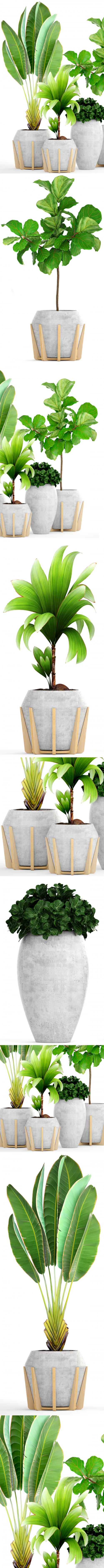 Collection of plants 147.Tropical plant, Concrete flowerpot, flower, pot, Ficus lyrata, tree, bush, coconut tree, exotic, decorative