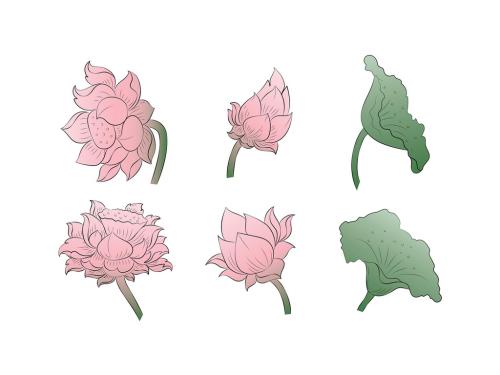 Thai Lotus Flower Illustrations