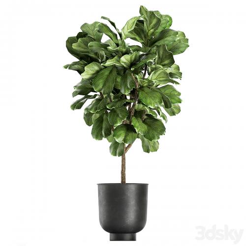 A collection of decorative small trees with large leaves in a black pot Ficus lyrata. Set 854.