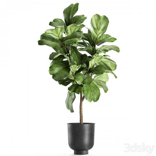 A collection of decorative small trees with large leaves in a black pot Ficus lyrata. Set 854.