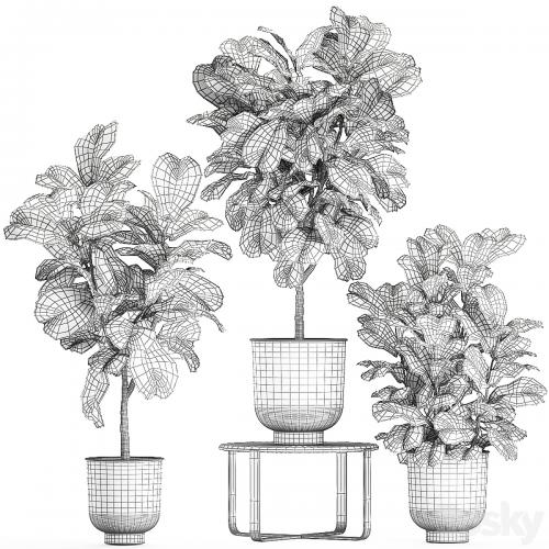 A collection of decorative small trees with large leaves in a black pot Ficus lyrata. Set 854.