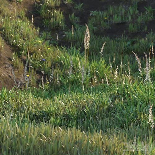 Grass on the slope