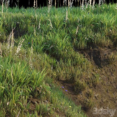 Grass on the slope