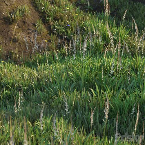 Grass on the slope