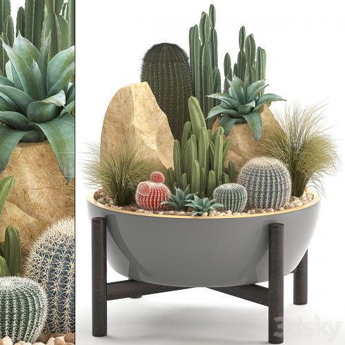 Plant collection 306. Cactus set. cacti, round cactus, flower bed, japanese, cereus, Barrel cactus, desert plants, stones