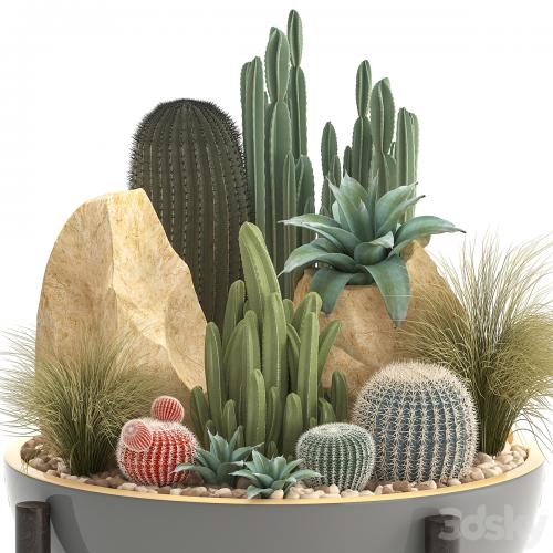 Plant collection 306. Cactus set. cacti, round cactus, flower bed, japanese, cereus, Barrel cactus, desert plants, stones
