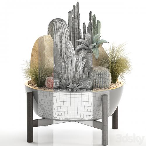 Plant collection 306. Cactus set. cacti, round cactus, flower bed, japanese, cereus, Barrel cactus, desert plants, stones