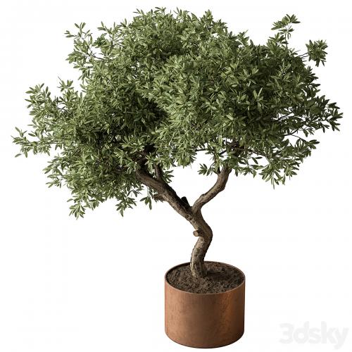 Indoor Plant 573 -Tree in Pot