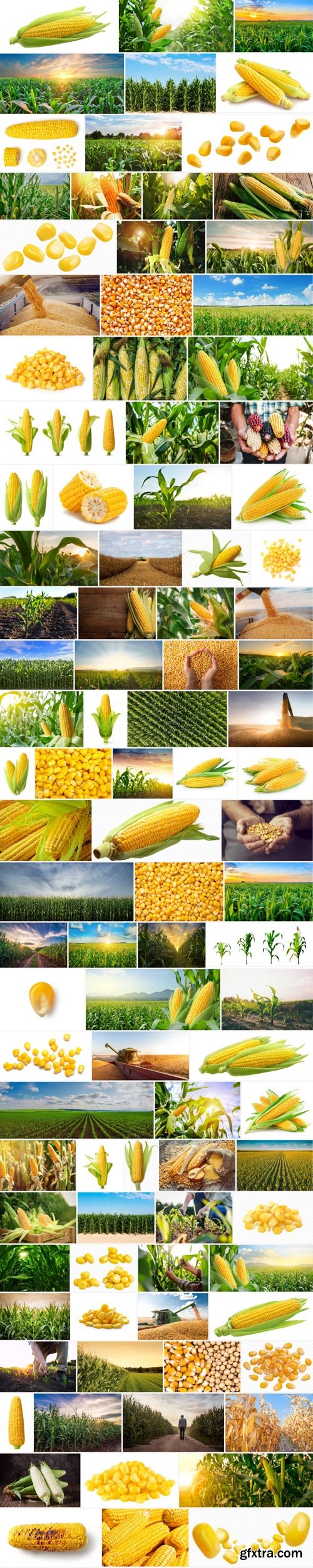 Amazing Photos, Corn 100xJPEG