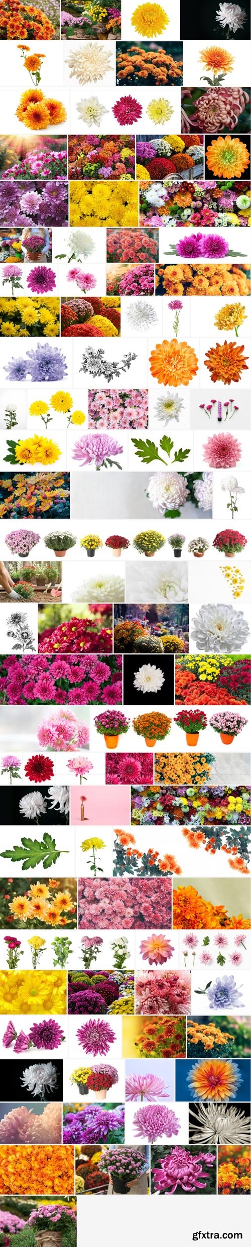 Amazing Photos, Chrysanthemum 100xJPEG
