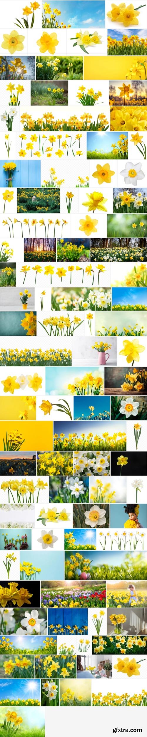 Amazing Photos, Daffodil 100xJPEG