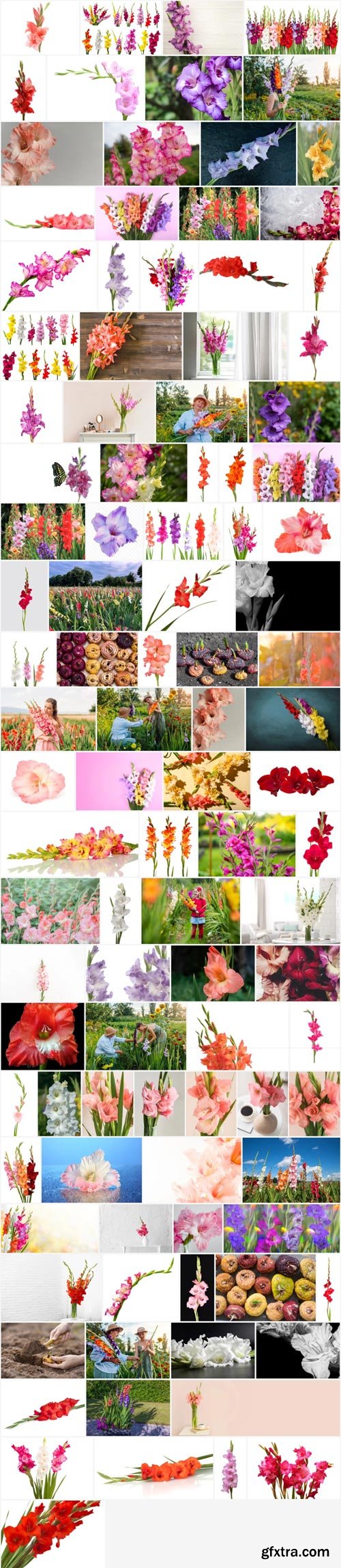 Amazing Photos, Gladiolus 100xJPEG