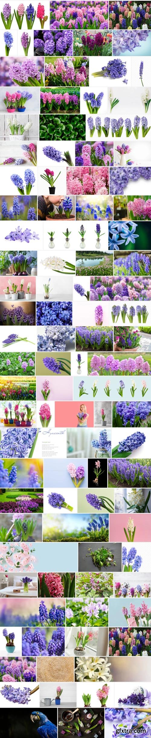 Amazing Photos, Hyacinth 100xJPEG
