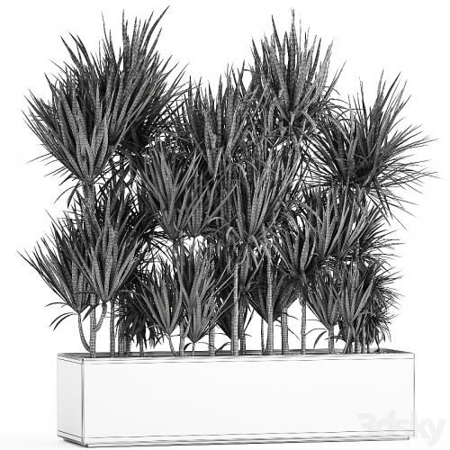 Lush exotic thickets of Dracaena bushes in a metal pot flowerbed. 887.