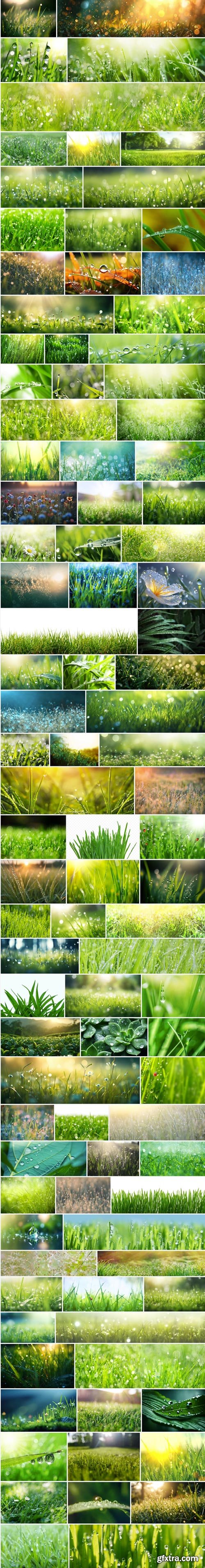 Amazing Photos, Dew on Grass 100xJPEG