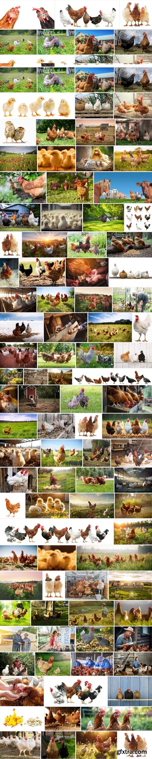 Amazing Photos, Chickens 100xJPEG