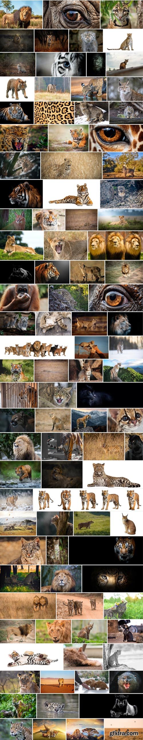 Amazing Photos, Wild Felines 100xJPEG