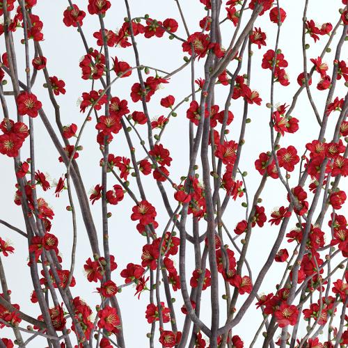 Prunus Red Blossom