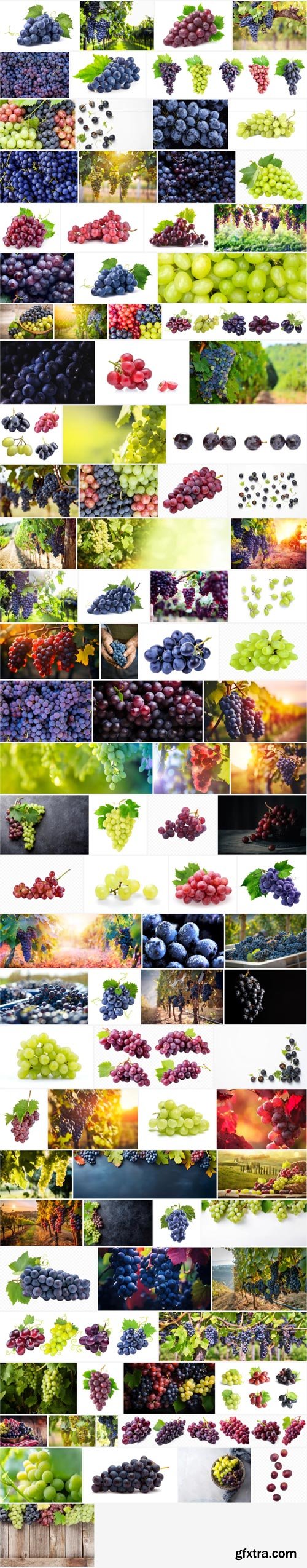 Amazing Photos, Grapes 100xJPEG