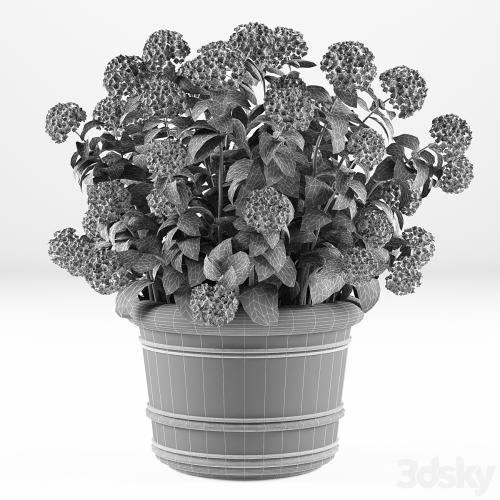 Hortense in a plant | Hydrangea macrophylla