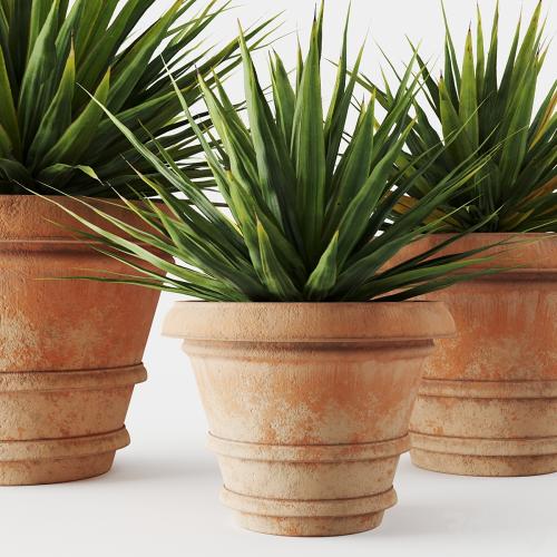 Yucca in terracotta pots