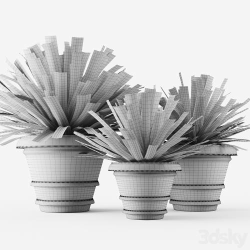 Yucca in terracotta pots