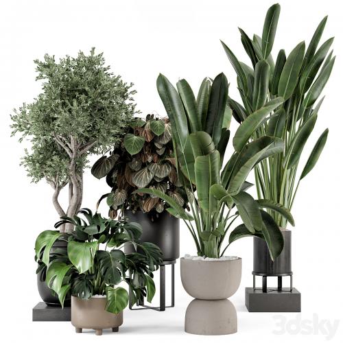 Indoor Plants in Ferm Living Bau Pot Large - Set 1204