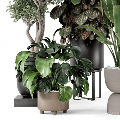 Indoor Plants in Ferm Living Bau Pot Large - Set 1204