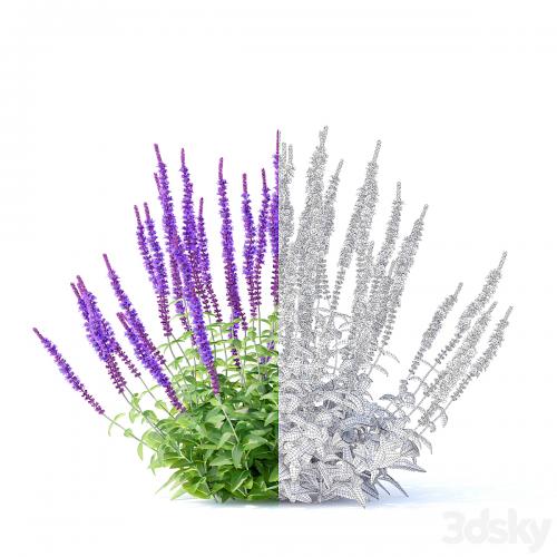 Sage Oak Flowers | Salvia nemorosa