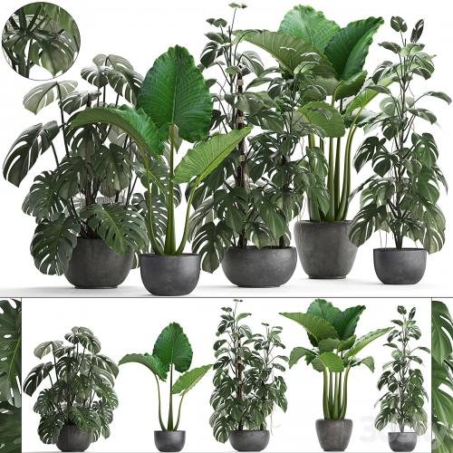 Plant collection 261. Monstera, Alocasia, flowerpot, black pot, loft, industrial style, bushes, tropical, exotic, interior, office flowers, thickets