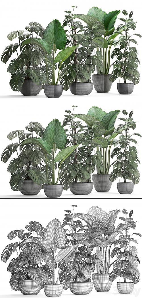 Plant collection 261. Monstera, Alocasia, flowerpot, black pot, loft, industrial style, bushes, tropical, exotic, interior, office flowers, thickets