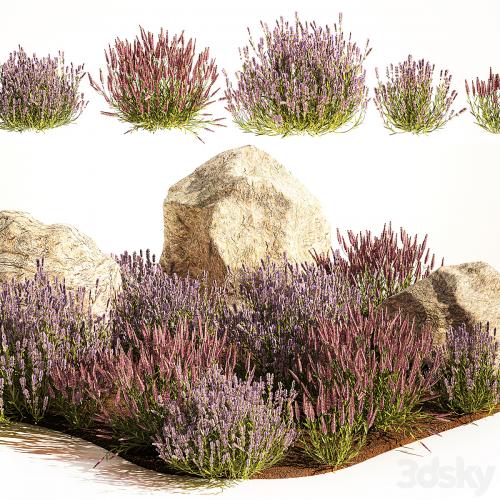 A set of lavender bushes for the garden and alpine slide, boulder, stone, catnip, sage, wild flowers. 1191
