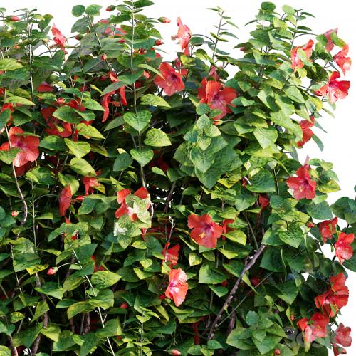 Chinese hibiscus - Hibiscus rosa-sinensis - 03