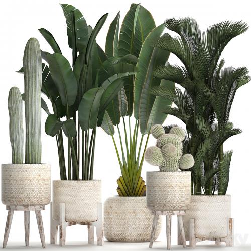 Collection of plants in white modern baskets with Cacti and banana palm, dipsis, carnegie, strelitzia. Set 426.