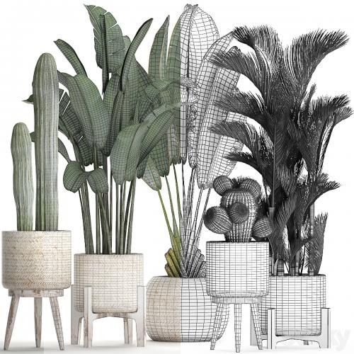 Collection of plants in white modern baskets with Cacti and banana palm, dipsis, carnegie, strelitzia. Set 426.
