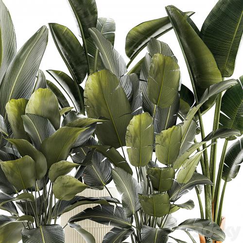 A set of exotic bushes of plants in a flower pot Ravenala, Strelittia, Banana palm. Collection 1327