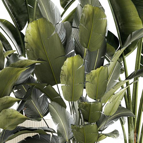 A set of exotic bushes of plants in a flower pot Ravenala, Strelittia, Banana palm. Collection 1327