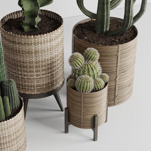 Cactus in basket
