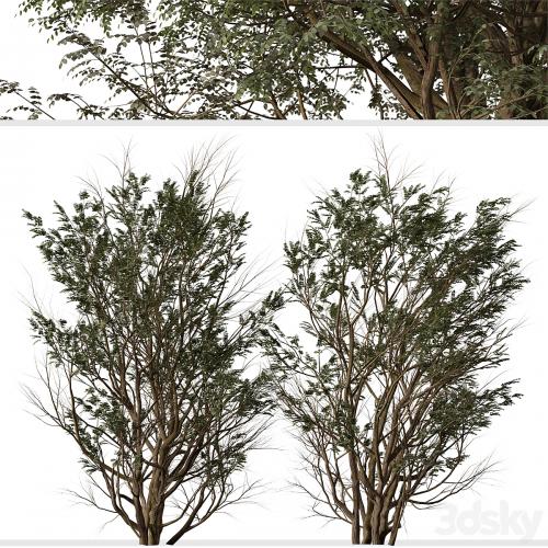 Set of Ghaf Tree (Prosopis cineraria) (2 Trees)