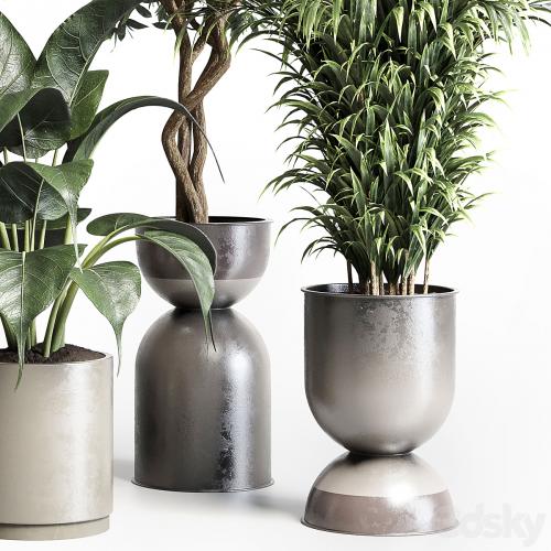 Collection indoor plant 156 pot plant ficus rubbery palm concrete dirt vase
