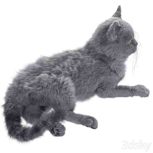 Gray Cat