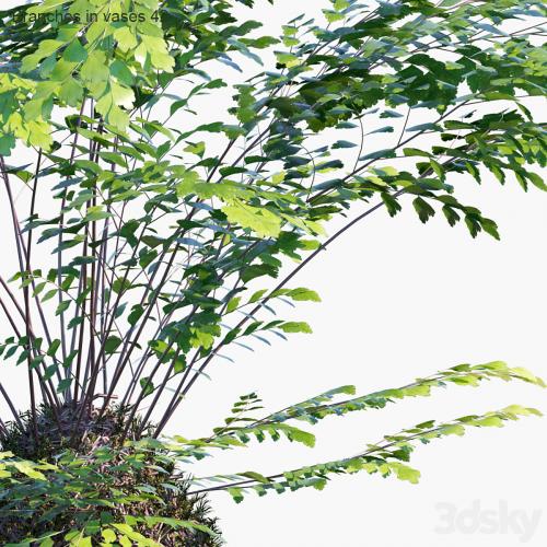 Branches in vases 42: Kokedama