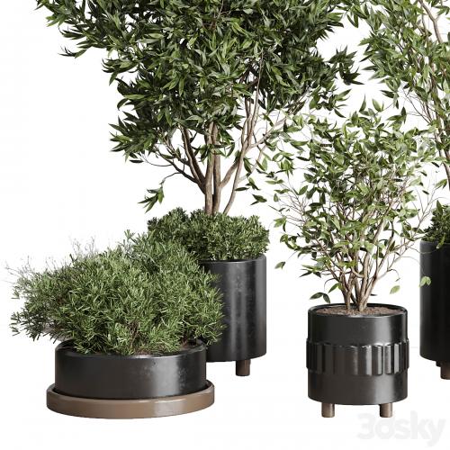 Indoor plant set 298 concrete vase plant tree bush pot
